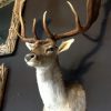 Nice taxidermy head of a big fallow deer with massive antlers.