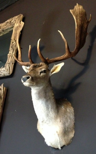 Nice taxidermy head of a big fallow deer with massive antlers.