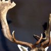 Nice taxidermy head of a big fallow deer with massive antlers.