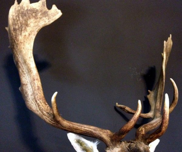 Nice taxidermy head of a big fallow deer with massive antlers.