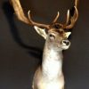 Nice taxidermy head of a big fallow deer with massive antlers.