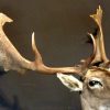 Hunting trophy of a big fallow deer.