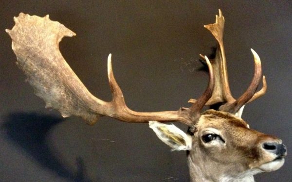 Hunting trophy of a big fallow deer.