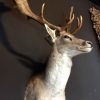 Hunting trophy of a big fallow deer.