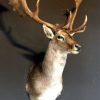 Hunting trophy of a big fallow deer.