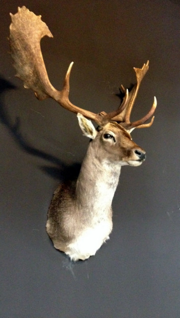 Hunting trophy of a big fallow deer.