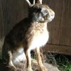 Freshly stuffed hare.