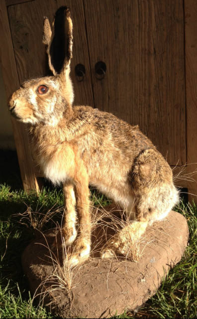 Freshly stuffed hare.