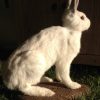 Stuffed white hare.
