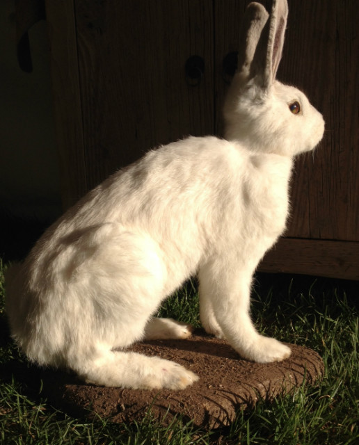 Stuffed white hare.