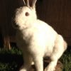 Stuffed white hare.