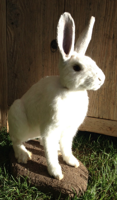 Stuffed white hare.