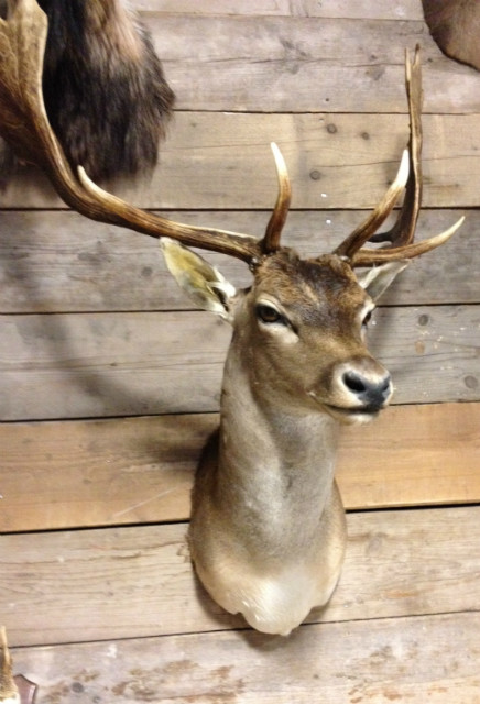 Stuffed fallow deer.