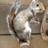 Mounted gray squirrels.