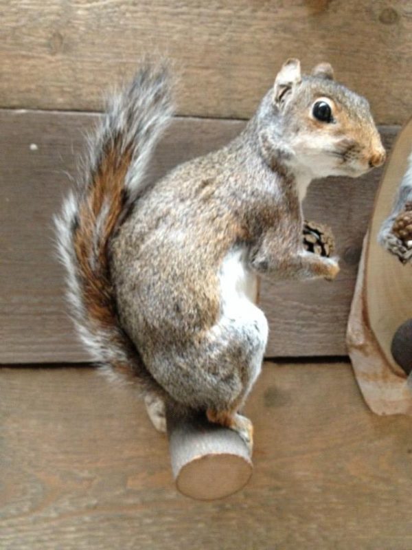 Mounted gray squirrels.