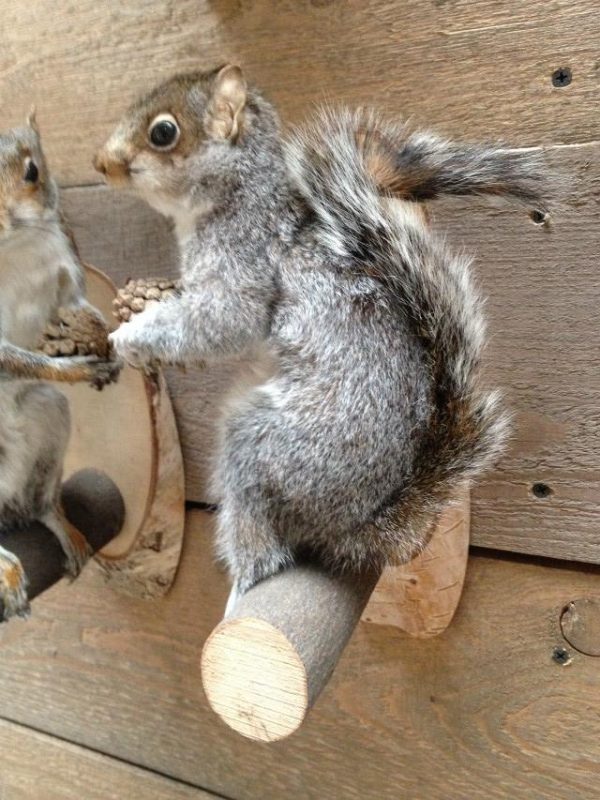 Opgezette grijze eekhoorns.