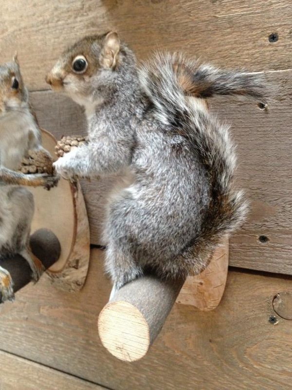 Mounted gray squirrels.