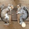 Mounted gray squirrels.