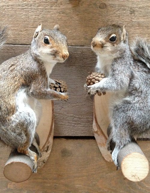 Opgezette grijze eekhoorns.