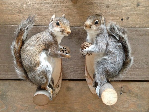 Mounted gray squirrels.