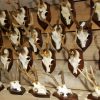 Large collection of big antlers of roe bock.