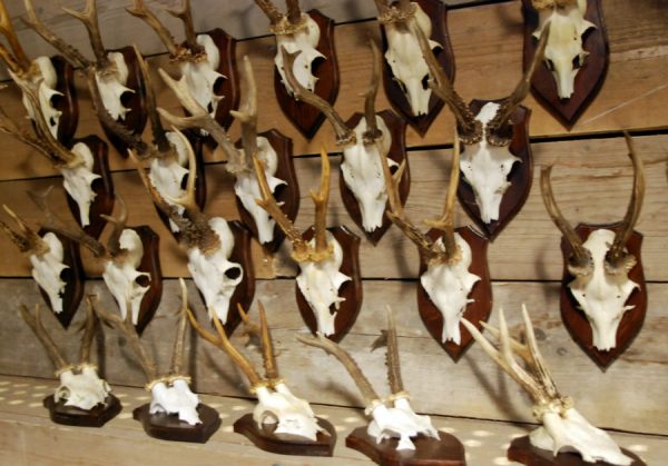 Large collection of big antlers of roe bock.