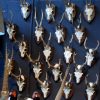 Large collection of big antlers of roe bock.