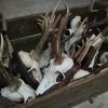 Skull, pair of antlers of a sika deer.