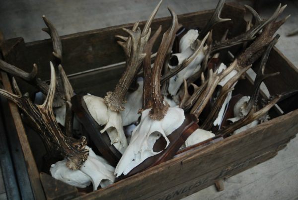 Large collection of big antlers of roe bock.