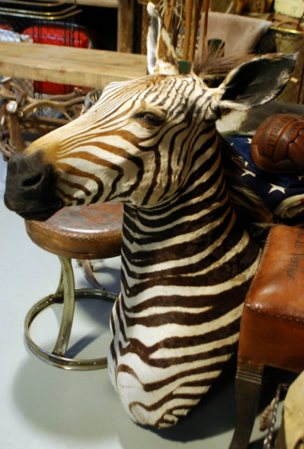 Vintage trophy head of a zebra.