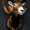 Nice trophy head of a big mouflon ram