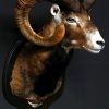 Nice trophy head of a big mouflon ram