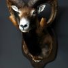 Nice trophy head of a big mouflon ram