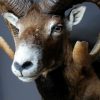 Nice trophy head of a big mouflon ram