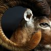 Nice trophy head of a big mouflon ram
