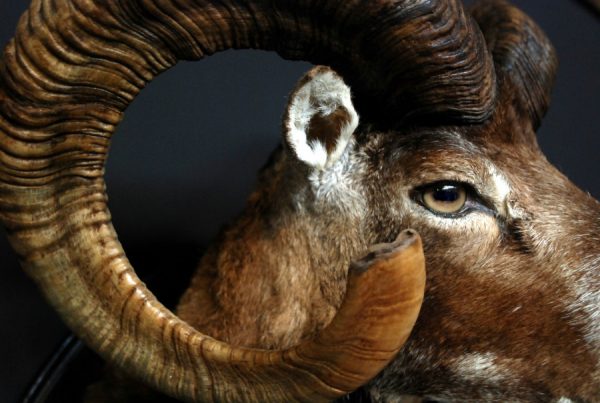 Nice trophy head of a big mouflon ram