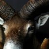 Nice trophy head of a big mouflon ram