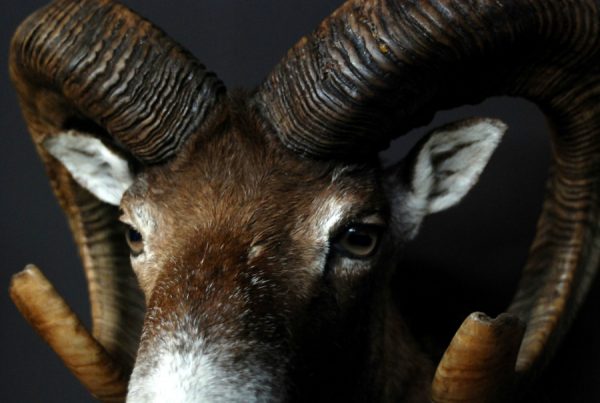 Nice trophy head of a big mouflon ram