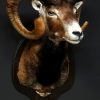 Nice trophy head of a big mouflon ram