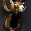 Nice trophy head of a big mouflon ram