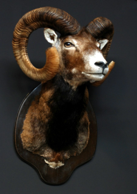 Nice trophy head of a big mouflon ram