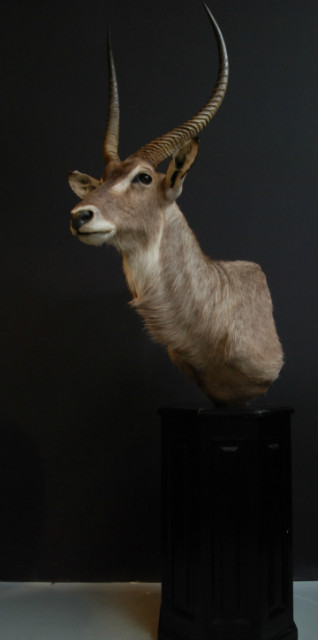 Exclusive piece. Pedestal with trophy head of a waterbock
