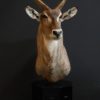 Exclusive piece. Pedestal with trophy head of a waterbock