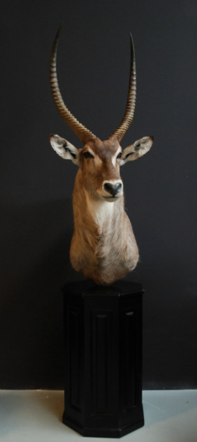 Exclusive piece. Pedestal with trophy head of a waterbock