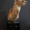 Exclusive piece. Pedestal with trophy head of a waterbock