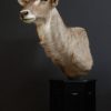 Exclusive piece. Pedestal with trophy head of a waterbock