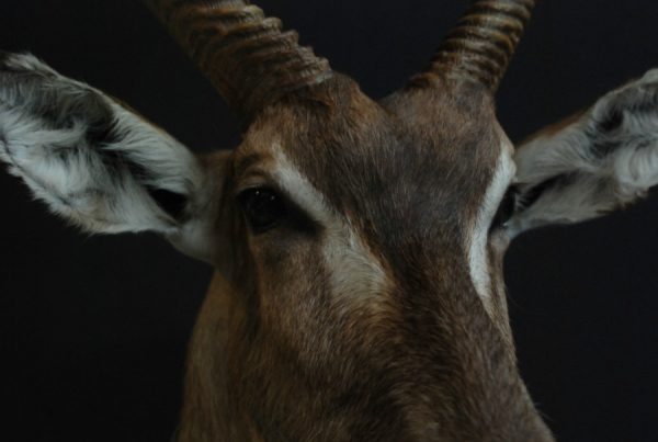 Exclusieve opgezette kop van een waterbok op een pedestal