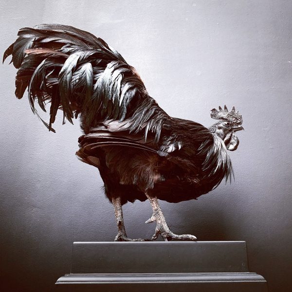 Mounted special Cemani Rooster