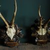 Set of 3 antique roe buck antlers.