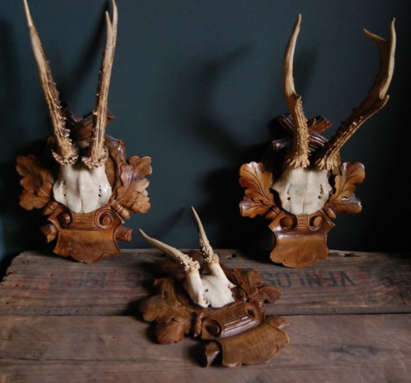 Set of 3 antique roe buck antlers.